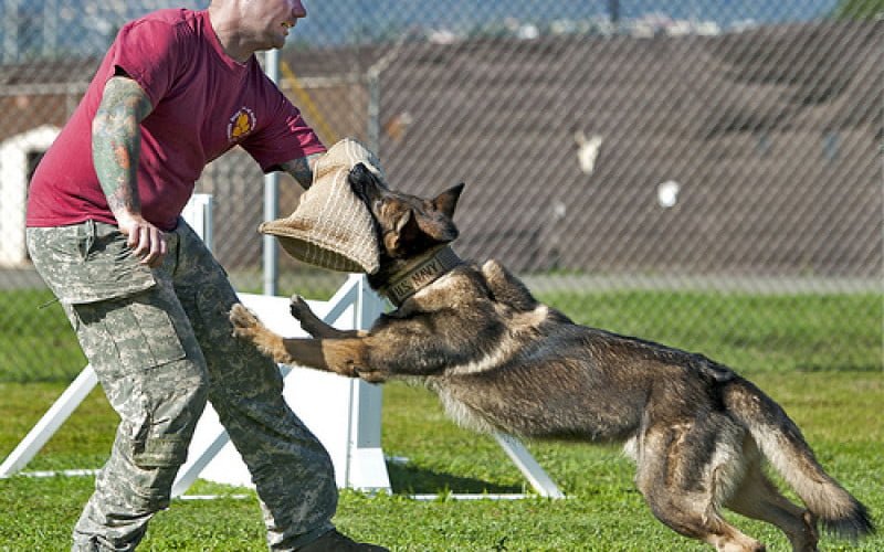 Cách huấn luyện chó tấn công hiệu quả