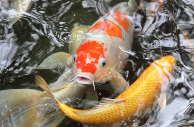 Cá Koi Nhật Bản là loài vô cùng quý hiếm biểu trưng cho sự may mắn