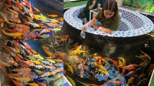 Đã mắt với TOP 100 hồ cá Koi đẹp Việt Hoa Viên thi công