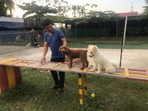 Nhận giữ chó ngày lễ tết - Dịch vụ chuyên nghiệp, uy tín tại Tphcm