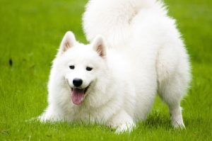 Cách chăm sóc và huấn luyện chó Samoyed đơn giản tại nhà