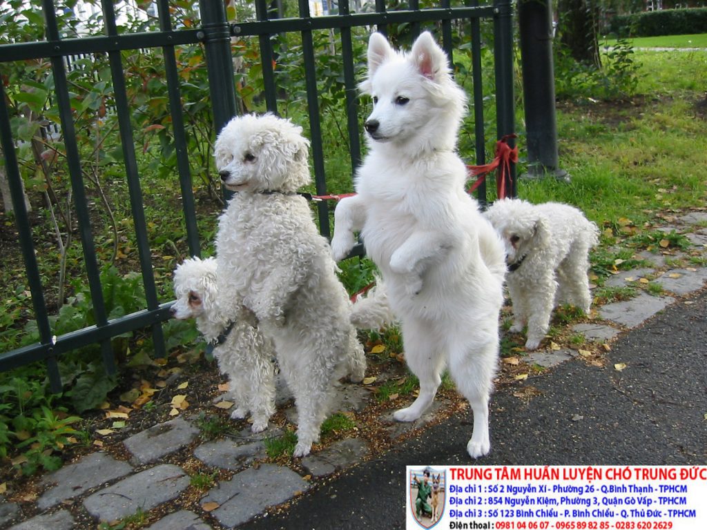 Instruct the dog training exercise on the front legs